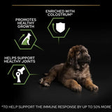 Pro Plan Large Robust Puppy Chicken