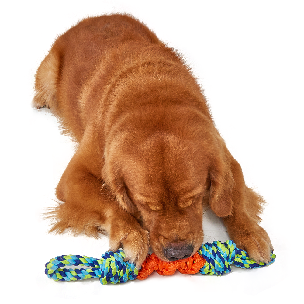 FOFOS Flossy Rope Tug OrangeBlue Dog Toy