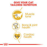 Royal Canin British Shorthair Adult 4kg