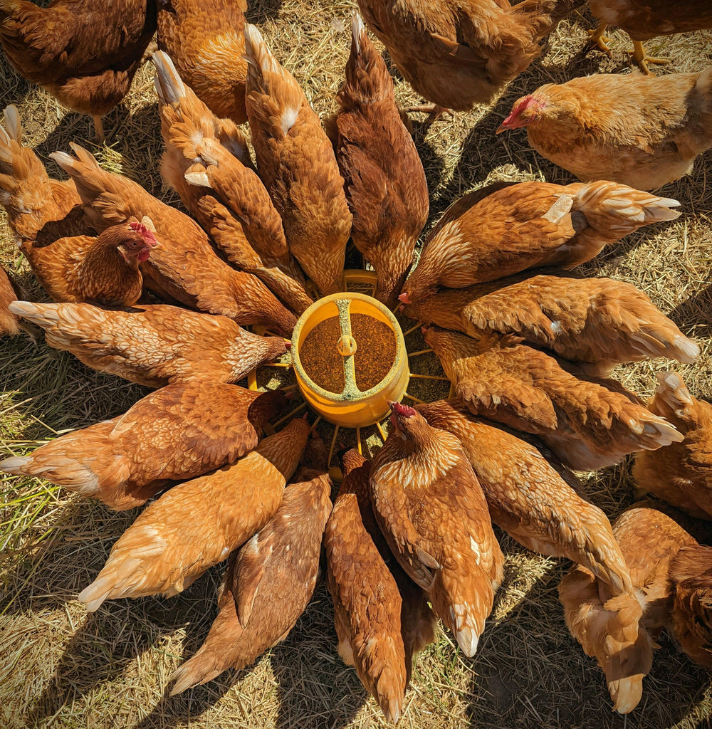 🐓🐐 Backyard Farming in the UAE: What Feed Works Best for Chickens &amp; Goats?