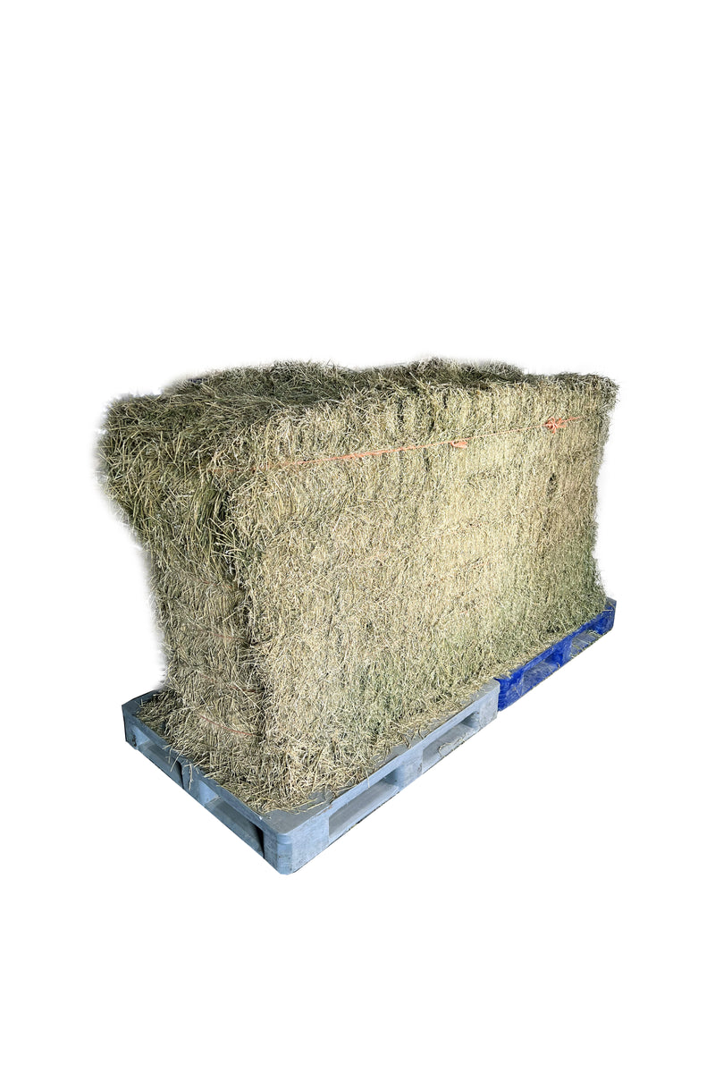 Premium Alfalfa Hay Bale (400–500 kg) – 16% Protein