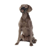 Flamingo Teddie Mesh Dog Muzzle