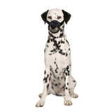Flamingo Teddie Mesh Dog Muzzle