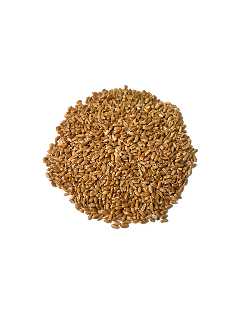 Wheat Grains for Livestock Feed – Whole Wheat Grain | 40kg