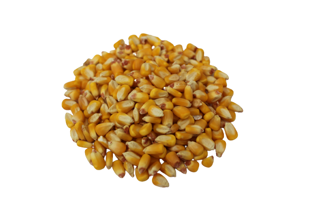 Whole Corn - For Animal Feed