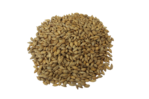 Whole Grain Barley - Bulk Premium Livestock Feed