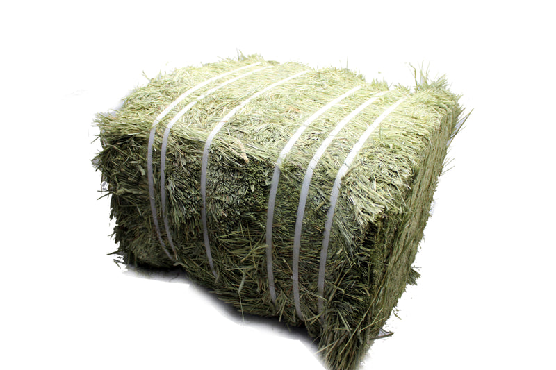 TIMOTHY HAY USA PREMIUM - 50KG