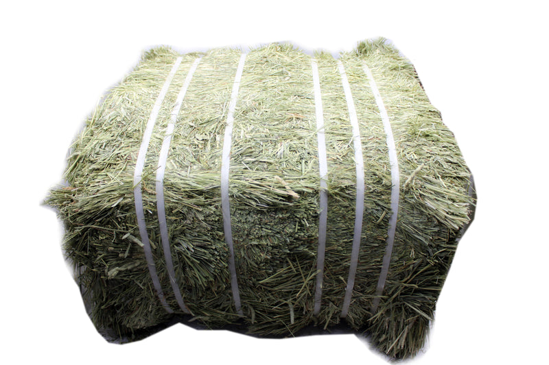 TIMOTHY HAY USA PREMIUM - 50KG