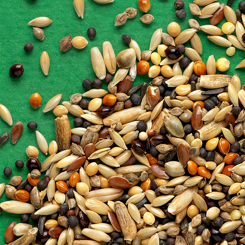 RIO Daily food for Wild Birds 500g