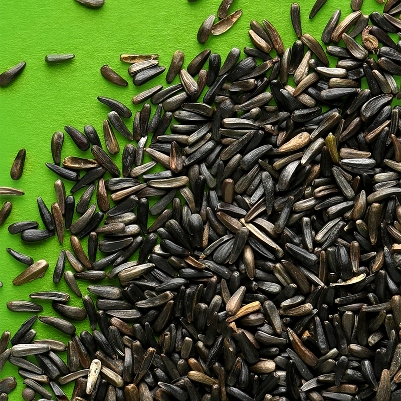 RIO Niger Seeds Treat for all birds 250g