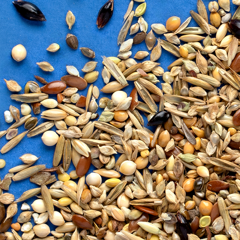 RIO Wild Seeds Mix Natural treat for all birds 240g