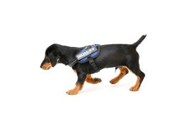 IDC Powerharness - Blue  Size Baby 1