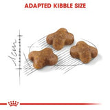 Feline Health Nutrition Kitten