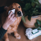 Beco Bamboo Unscented Dog Wipes