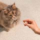 Carnilove Turkey enriched with Catnip Soft Snack for Cats 50g