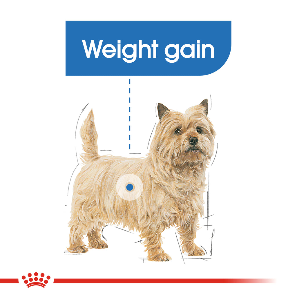 عناية وتغذية الكلاب - العناية خفيفة الوزن ميني  3 كلغ