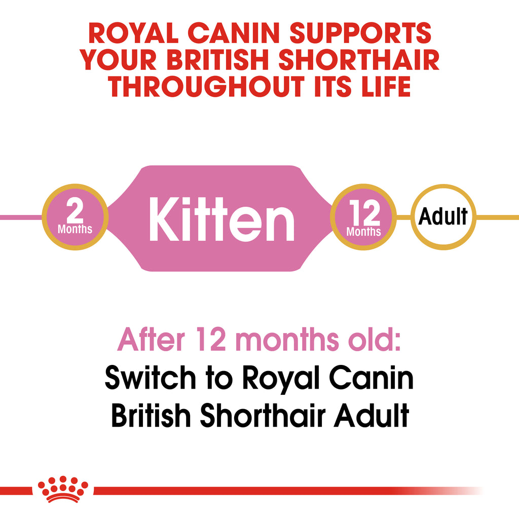 رويال كانين لقطط البريطانية الصغيرة قصيرة الشعر 2 كلغ
