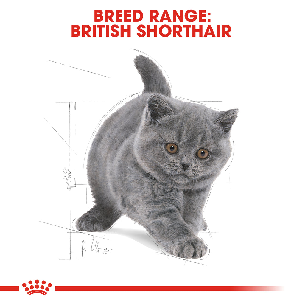 Royal Canin British Shorthair Kitten 2kg