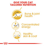 تغذية سلالة قطط الماين كون (الأطعمة الرطبة)